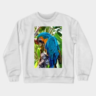 Macaw Parrot Yellow And Blue Bird Crewneck Sweatshirt